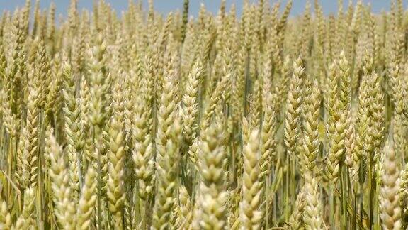 小麦在风中摇摆的特写