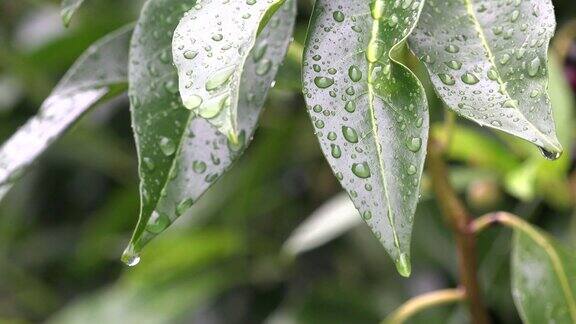 雨水滴在绿色植物的叶子上