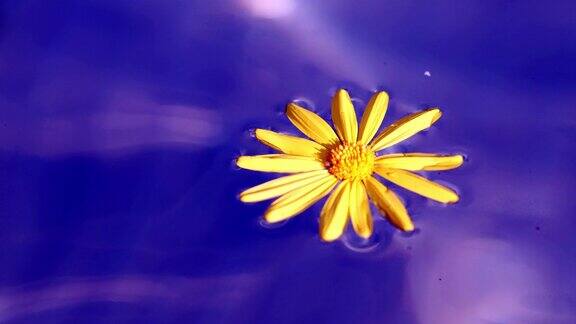 黄色雏菊漂浮在蓝色液态水的背景