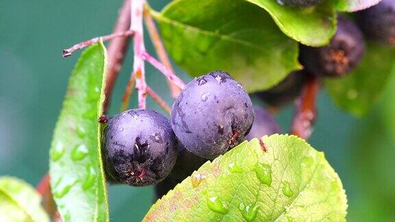 北美沙果Aronia