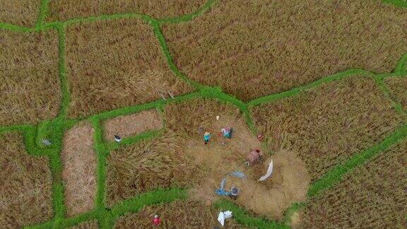 鸟瞰一大片稻田里的农民在收割水稻