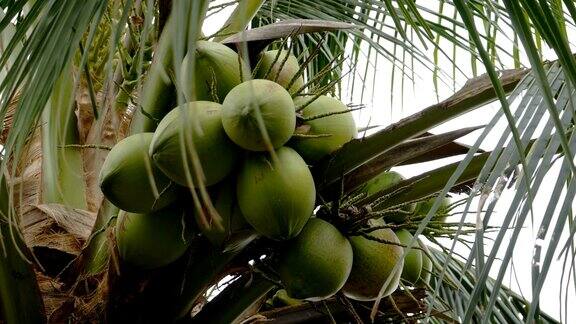 椰子在树
