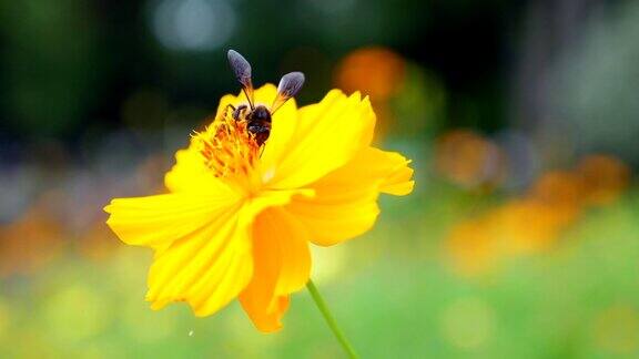 蜜蜂在黄花上采集花粉的慢镜头
