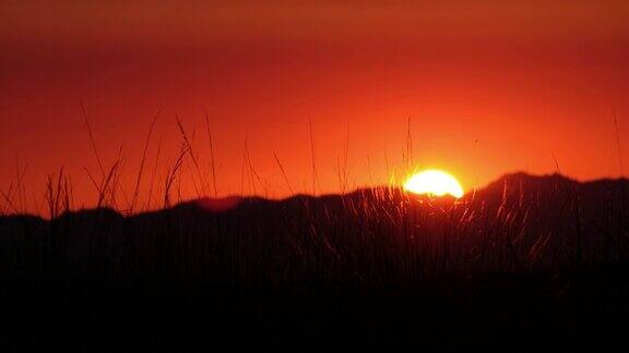 蒙古西南部草原上的日落与芨芨草前景