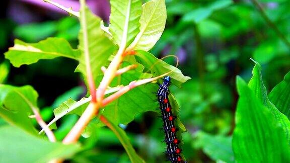 毛毛虫蠕虫条纹蓝-黑-白行走吃在叶子上(叶蝉毛毛虫)选择焦点与浅景深
