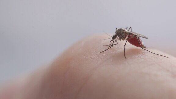 一只蚊子吸人血