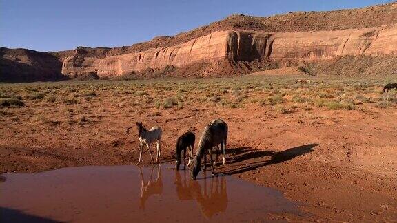 干旱地区的野马在喝水