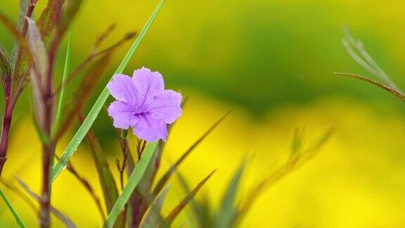 紫色花朵上的水滴黄色背景