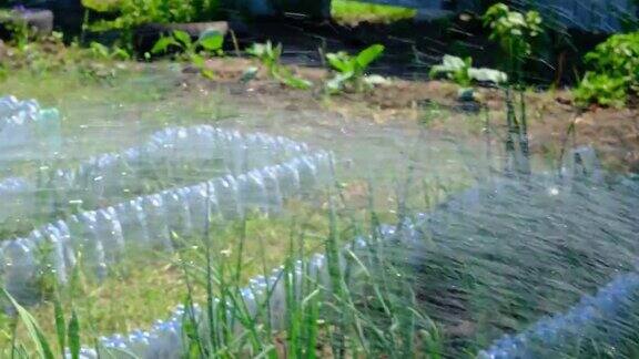 在后院花园里给蔬菜浇水