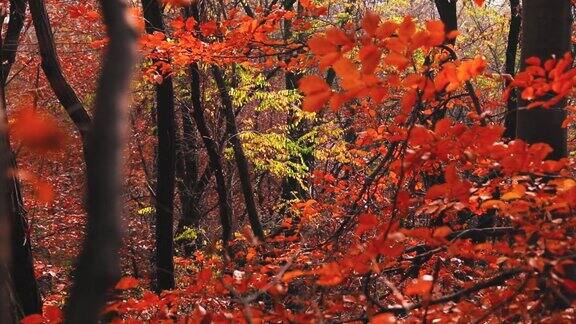 美丽的秋天森林的4k渲染与黄褐色的落叶