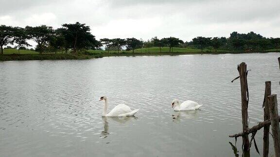 湖面上有两只白天鹅