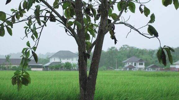 在绿色的稻田里下着暴雨