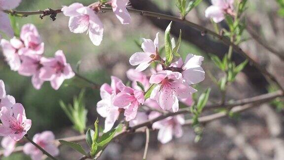 粉红色的桃花近距离绽放在花园里在春天的时候