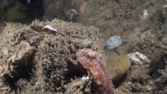 沿着软珊瑚海绵爬行的裸鳃海蛞蝓的海洋科学观察