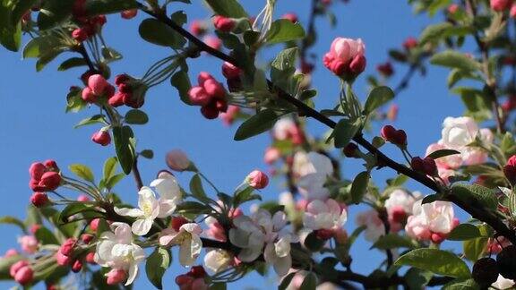 苹果树上开着白色和粉红色的花