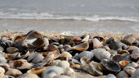 贝壳在沙地上