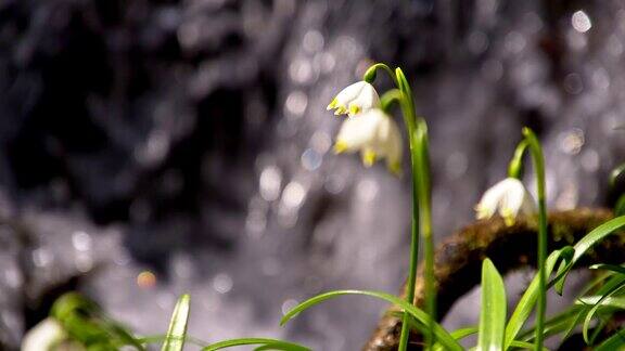 小溪边的雪花莲