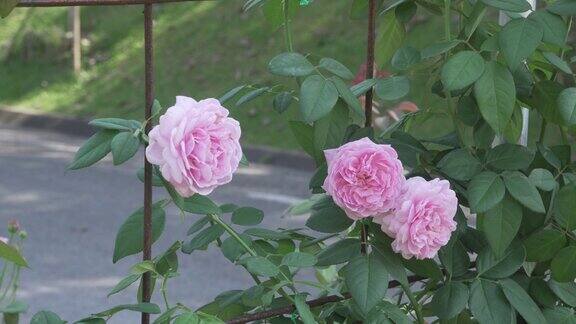 粉红色的玫瑰在花园公园里盛开