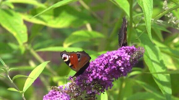 两只孔雀蝴蝶和黄蜂在采集花蜜