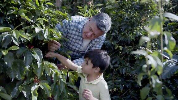 一个哥伦比亚男孩从他的祖父那里了解到在一个种植园里的咖啡收获