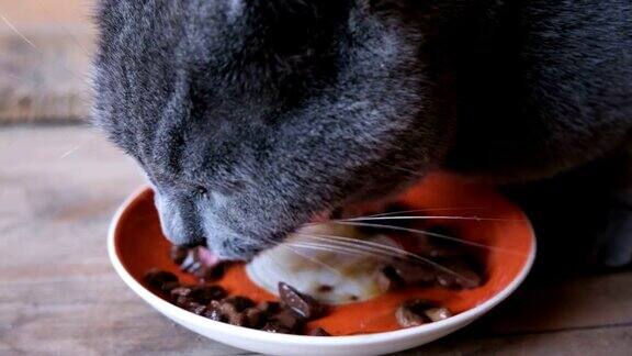 有食欲的英国品种蓝毛猫吃碗里的湿食物并舔