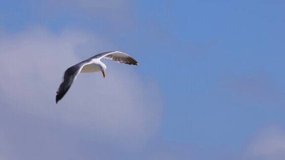 海鸥在海滩上以慢动作飞行