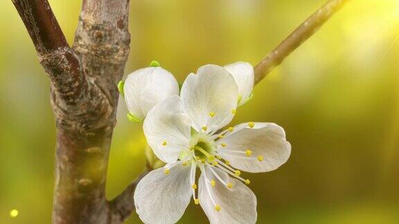 美丽的春天樱花树花时间流逝极端接近时间流逝的复活节新鲜盛开的樱桃特写4kUHD视频