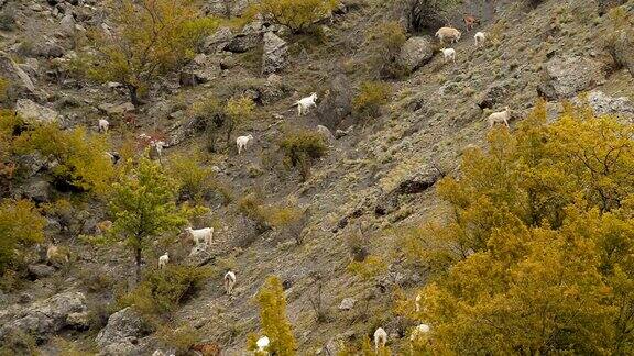 绵羊和山羊在山上的草地上吃草