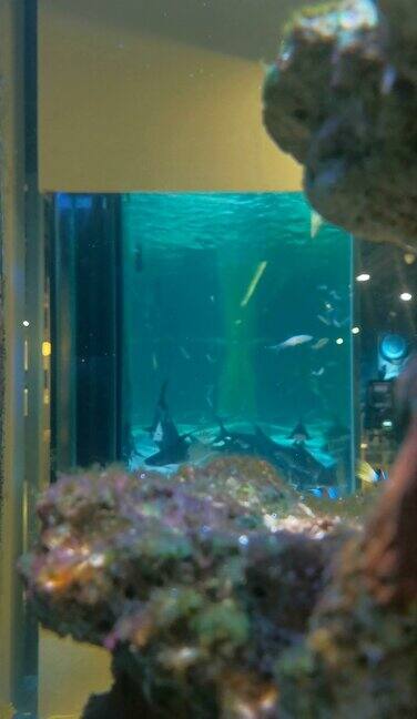 水箱与一些游泳可爱的小丑鱼请旋转90度得到一个垂直组成