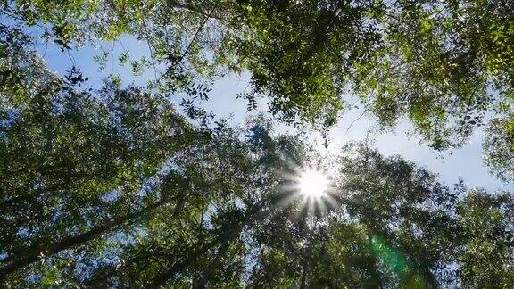 夏天阳光穿过树叶