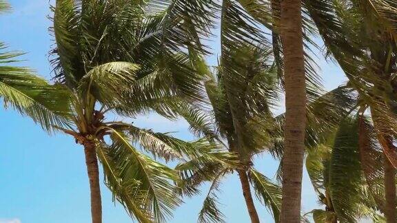 热带棕榈树在海滩上随风吹动