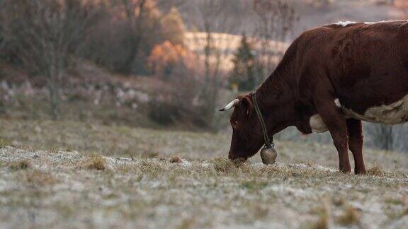 在一个寒冷的早晨太阳从背后升起时一头棕色的大母牛正在吃干草