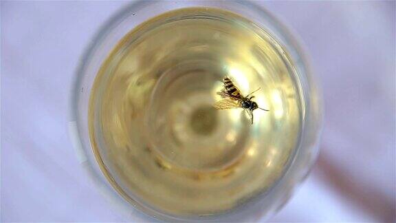 被困在玻璃杯里的蜜蜂