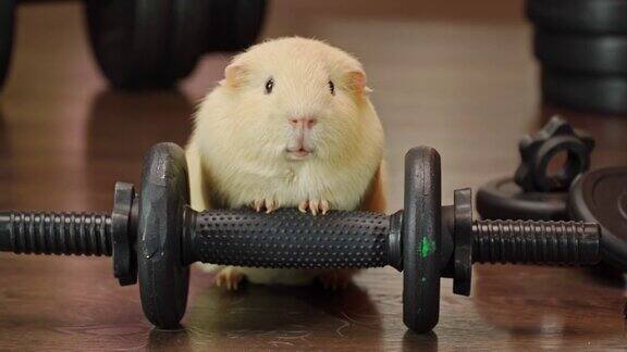 豚鼠正在体育馆锻炼