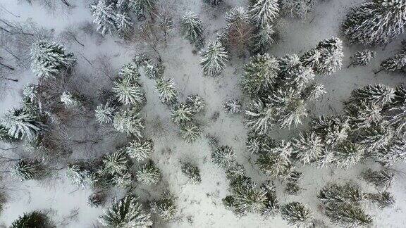 鸟瞰图的森林覆盖与雪山