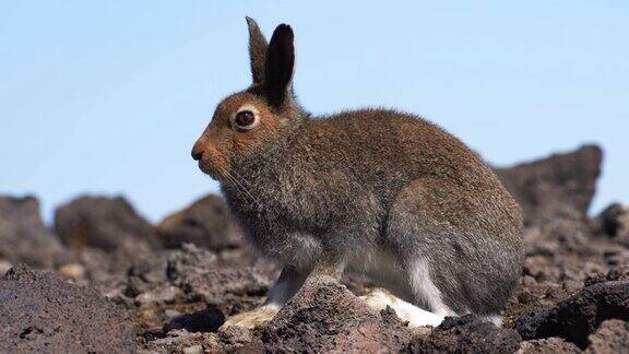 欧洲野兔欧洲海狸鼠大自然