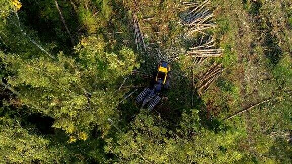 伐木机砍伐树木切割树枝和铺设树干以便进一步运输到木工工厂