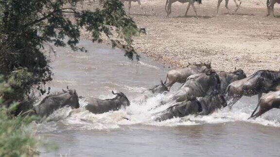 牛羚群横渡马赛马拉的马拉河-4K60p