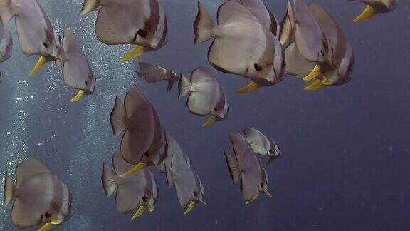 马尔代夫海底的天使蝴蝶鱼群