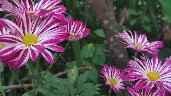亮粉色和白色的菊花