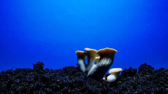 蘑菇生长蓝屏背景时间流逝