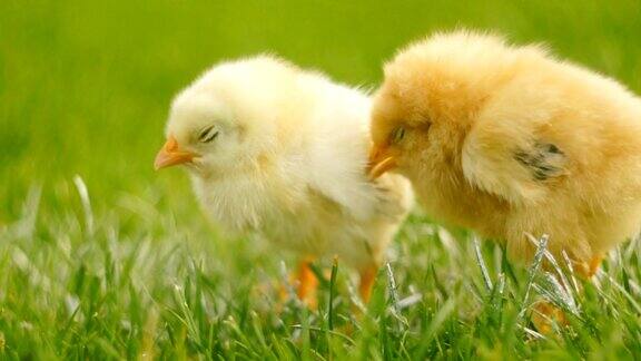 草丛中的两只鸡
