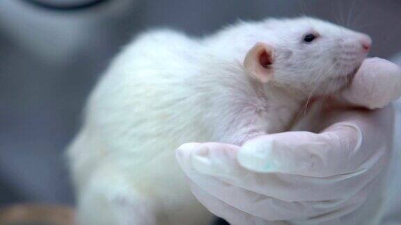 兽医检查小白鼠临床家畜保健宠物
