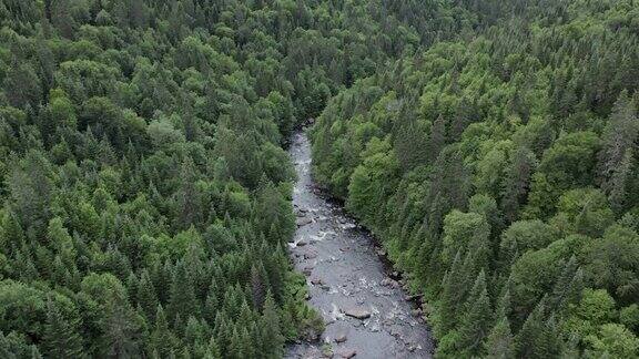 夏季北方自然森林和河流鸟瞰图