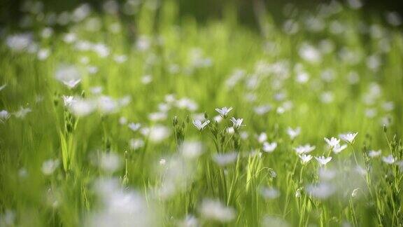 白色的海星花在绿草的背景上