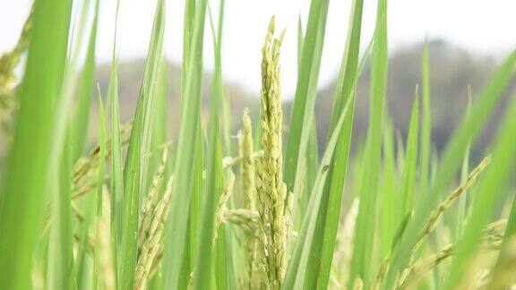 泰国北部的稻田特写