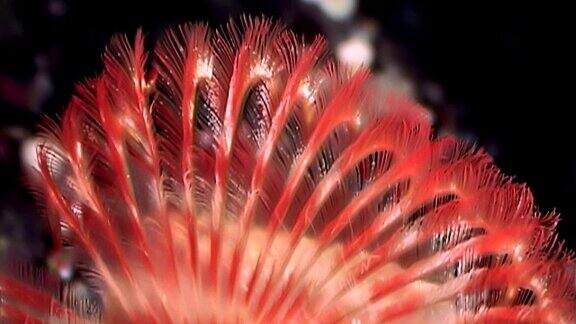 白海海床下的大范围鲜红色多毛类蠕虫