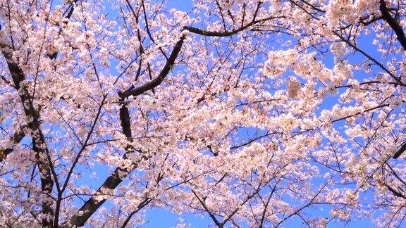 樱花湛蓝的天空下犹如一幅美丽的画