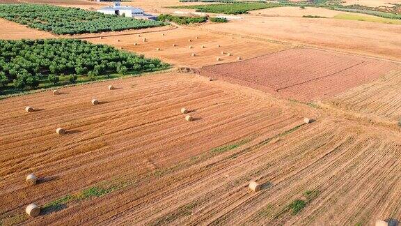 鸟瞰图的田野与橄榄种植园和金色的麦田与捆干草