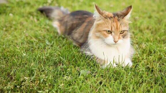 猫咪悠闲的趴在草地上